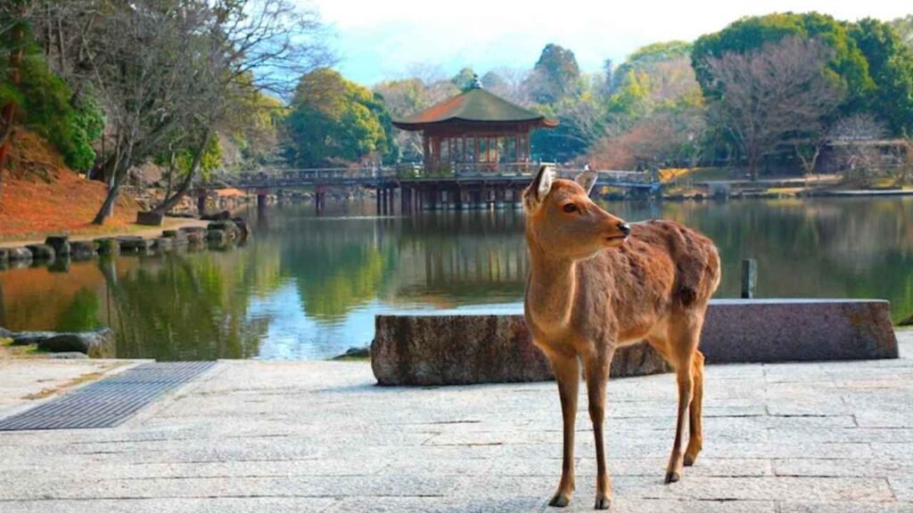 Japan Travel Guide for Indians