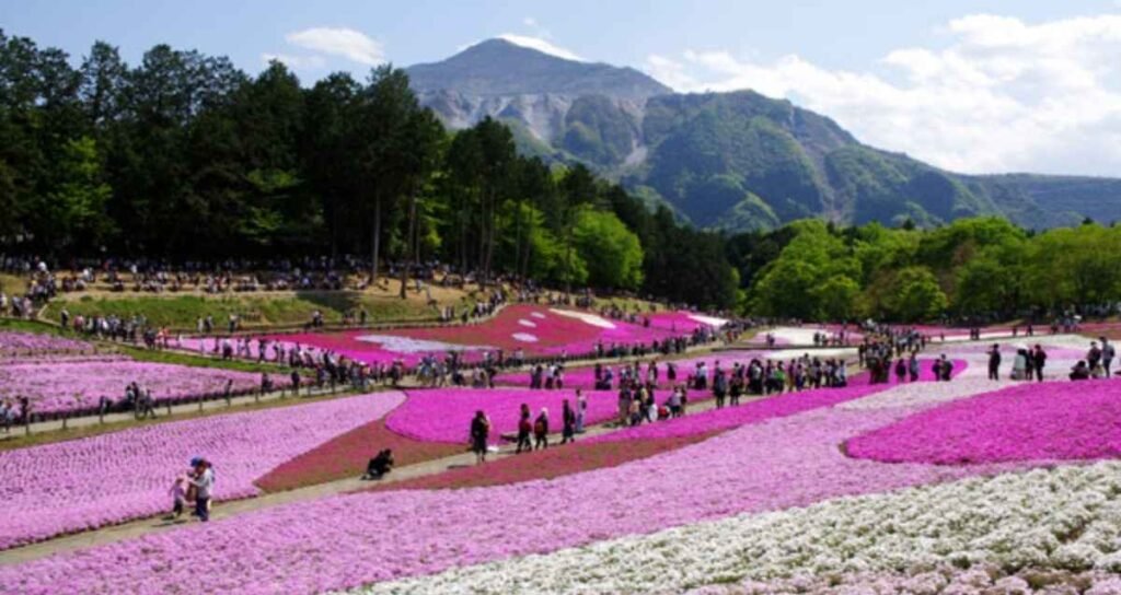 Japan Travel Seasons: