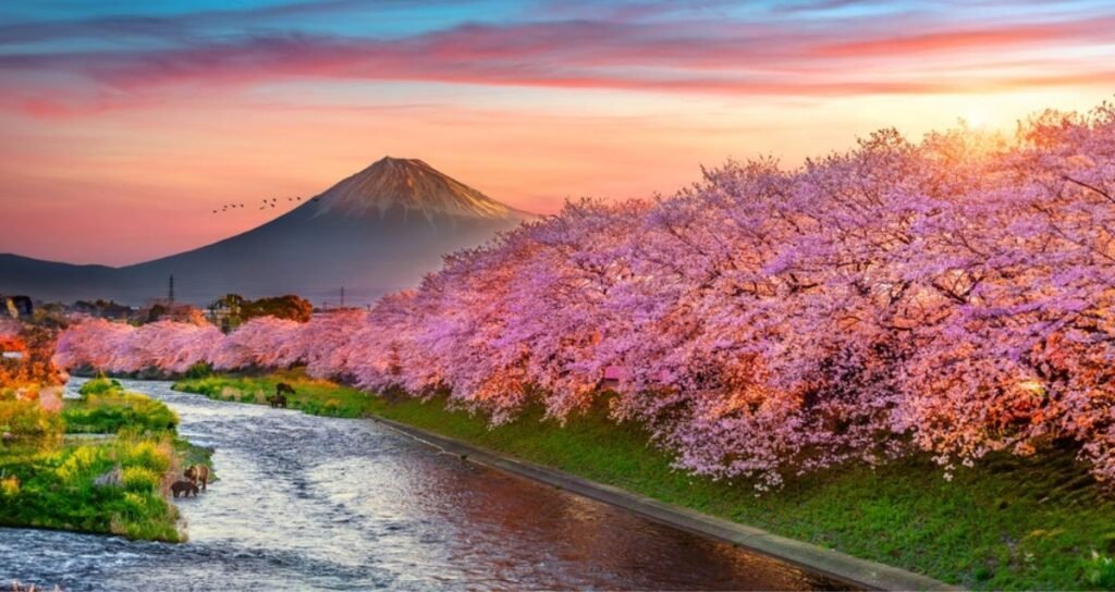 Plan a Japan Trip from India